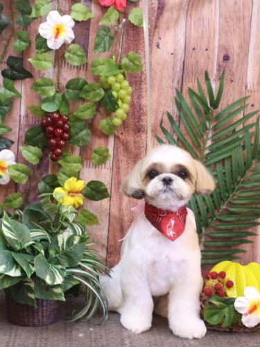 20230811あずきちゃん